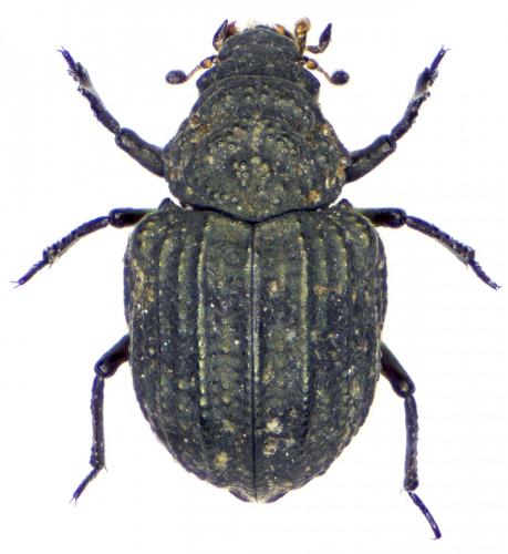 Georissus costatus
